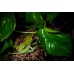 Rana gigante arborícola - Litoria caerulea ojos azules (Juveniles)